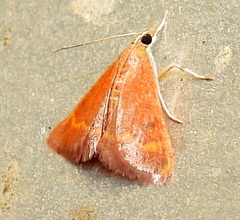 Pyrausta pseuderosnealis