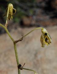 Albuca viscosa