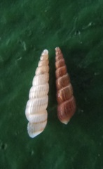 Turbonilla hedleyi