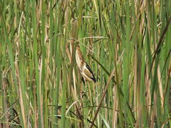 Ixobrychus minutus payesii