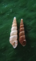 Turbonilla hedleyi