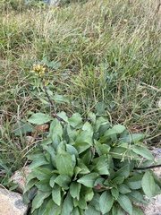 Solidago leiocarpa