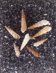 Turbonilla hedleyi