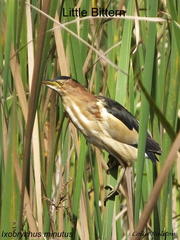 Ixobrychus minutus payesii