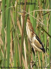 Ixobrychus minutus payesii