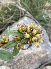 Solidago leiocarpa