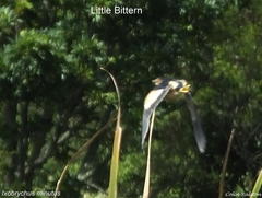 Ixobrychus minutus payesii