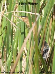 Ixobrychus minutus payesii