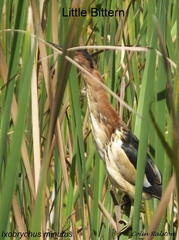 Ixobrychus minutus payesii