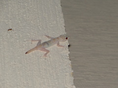 Ptyodactylus hasselquistii