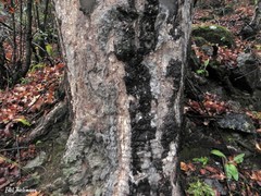 Nothofagus glauca