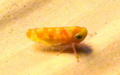 Cetexa