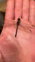 Dythemis nigrescens