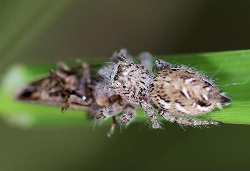 Hyllus dotatus