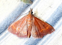 Pyrausta pseuderosnealis