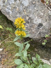 Solidago leiocarpa