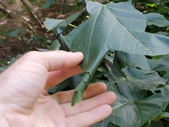 Pantographa limata