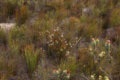 Spatalla racemosa