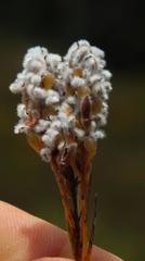 Spatalla racemosa