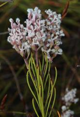Spatalla racemosa