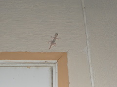 Ptyodactylus hasselquistii