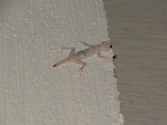 Ptyodactylus hasselquistii