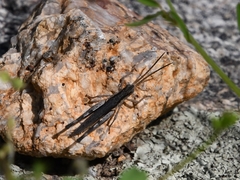 Acantherus piperatus