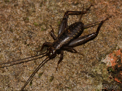 Laranda meridionalis