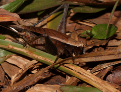 Eneoptera surinamensis