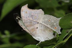 Protogoniomorpha parhassus