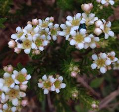 Diosma oppositifolia