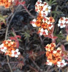 Crassula pruinosa