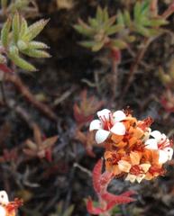 Crassula pruinosa