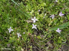 Oldenlandia salzmannii