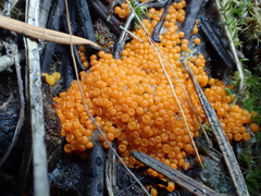 Byssonectria terrestris