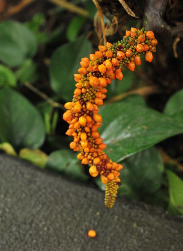Anthurium watermaliense