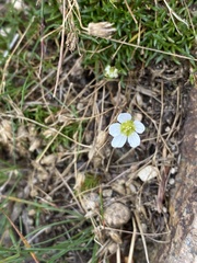 Mononeuria groenlandica