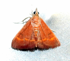 Pyrausta pseuderosnealis