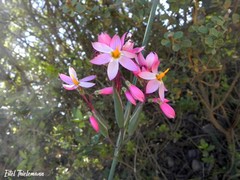 Olsynium scirpoideum