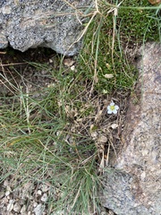 Mononeuria groenlandica