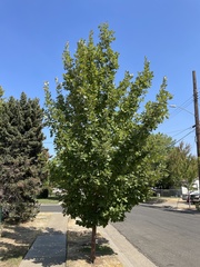 Quercus × warei