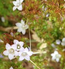 Roella amplexicaulis