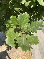 Quercus × warei