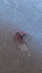 Trachelopachys