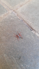 Trachelopachys
