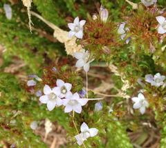 Roella amplexicaulis