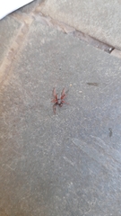 Trachelopachys