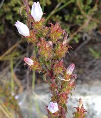Roella amplexicaulis