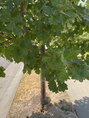 Quercus × warei
