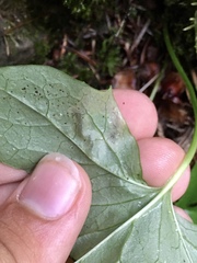 Liriomyza orilliensis